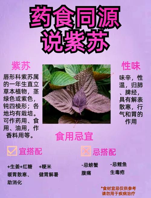 紫苏的功效与作用，紫苏的功效与作用与主治-第4张图片-优品飞百科