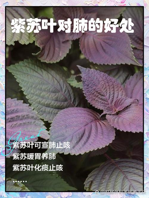 紫苏的功效与作用，紫苏的功效与作用与主治-第5张图片-优品飞百科