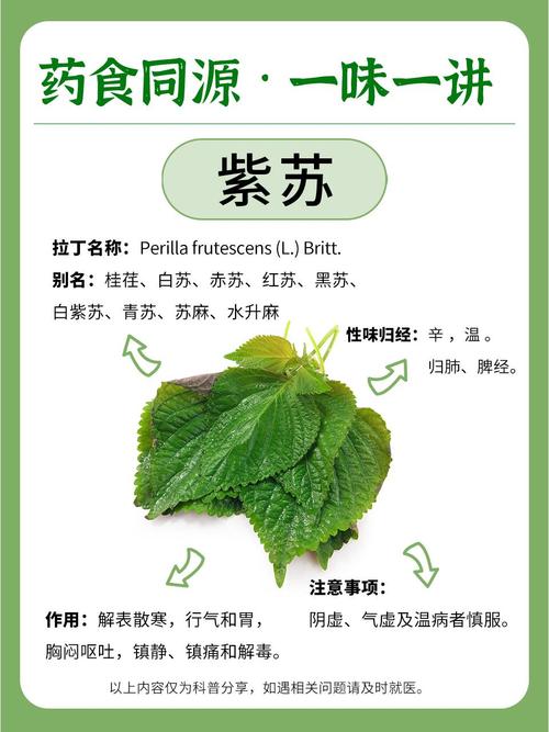 紫苏的功效与作用，紫苏的功效与作用与主治-第6张图片-优品飞百科