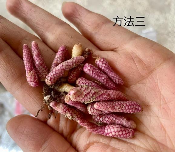 长筒花的养殖方法，鳞茎怎么种，长筒花的养殖方法,鳞茎怎么种植？-第1张图片-优品飞百科