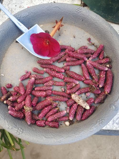 长筒花的养殖方法，鳞茎怎么种，长筒花的养殖方法,鳞茎怎么种植？-第2张图片-优品飞百科