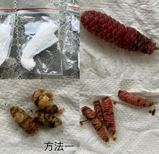 长筒花的养殖方法，鳞茎怎么种，长筒花的养殖方法,鳞茎怎么种植？-第3张图片-优品飞百科