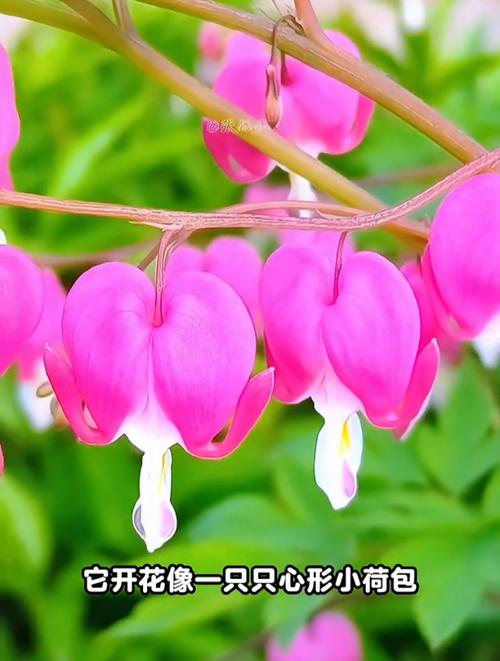 荷包花的花语和传说,荷包花的花语和传说是什么-第1张图片-优品飞百科 荷包花的花语和传说,荷包花的花语和传说是什么-第1张图片-优品飞百科