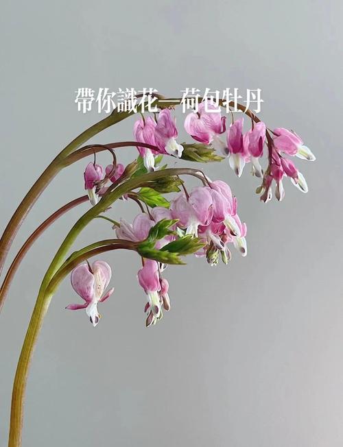 荷包花的花语和传说,荷包花的花语和传说是什么-第2张图片-优品飞百科 荷包花的花语和传说,荷包花的花语和传说是什么-第2张图片-优品飞百科