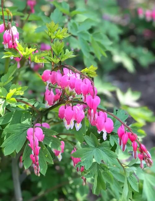 荷包花的花语和传说,荷包花的花语和传说是什么-第4张图片-优品飞百科 荷包花的花语和传说,荷包花的花语和传说是什么-第4张图片-优品飞百科