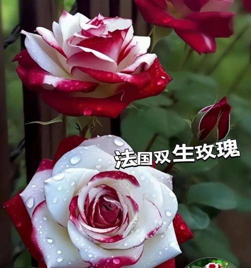 红玫瑰代表什么，红玫瑰图片，红玫瑰代表啥子？-第2张图片-优品飞百科