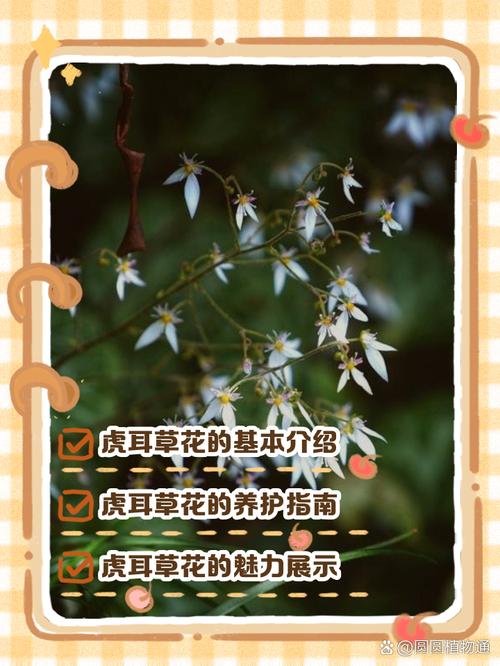 虎耳草的花语和寓意,有什么传说故事?虎耳草花的养殖方法和注意事项?-第1张图片-优品飞百科 虎耳草的花语和寓意,有什么传说故事?虎耳草花的养殖方法和注意事项?-第1张图片-优品飞百科