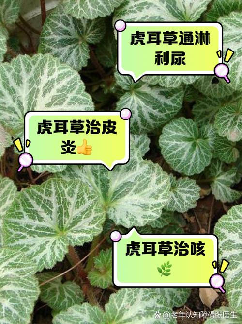 虎耳草的花语和寓意,有什么传说故事?虎耳草花的养殖方法和注意事项?-第2张图片-优品飞百科 虎耳草的花语和寓意,有什么传说故事?虎耳草花的养殖方法和注意事项?-第2张图片-优品飞百科