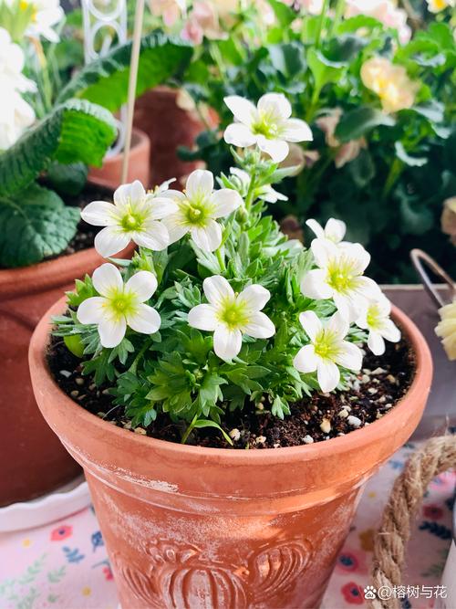 虎耳草的花语和寓意,有什么传说故事?虎耳草花的养殖方法和注意事项?-第4张图片-优品飞百科 虎耳草的花语和寓意,有什么传说故事?虎耳草花的养殖方法和注意事项?-第4张图片-优品飞百科