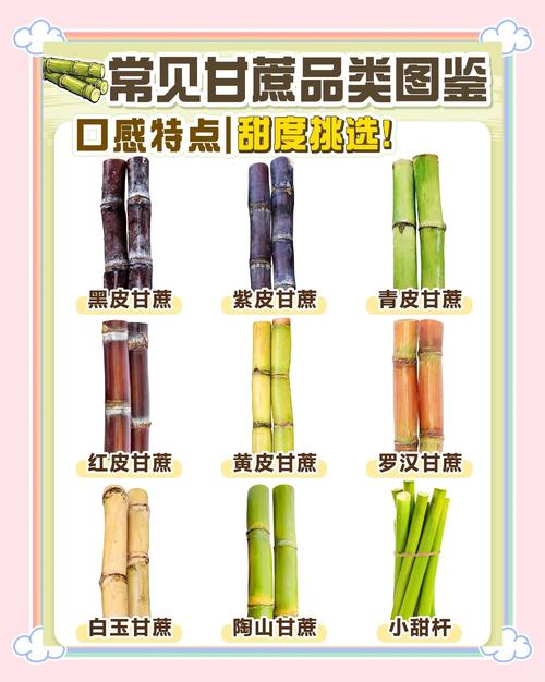 甘蔗的功效与作用，吃甘蔗有什么好处，甘蔗的作用及功效作用-第3张图片-优品飞百科