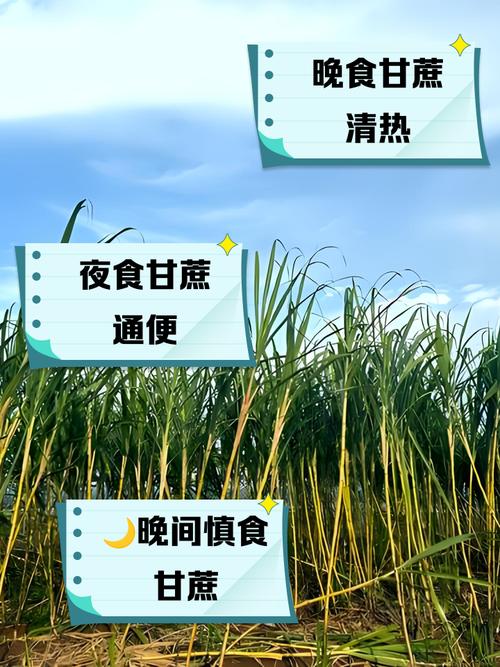 甘蔗的功效与作用，吃甘蔗有什么好处，甘蔗的作用及功效作用-第8张图片-优品飞百科