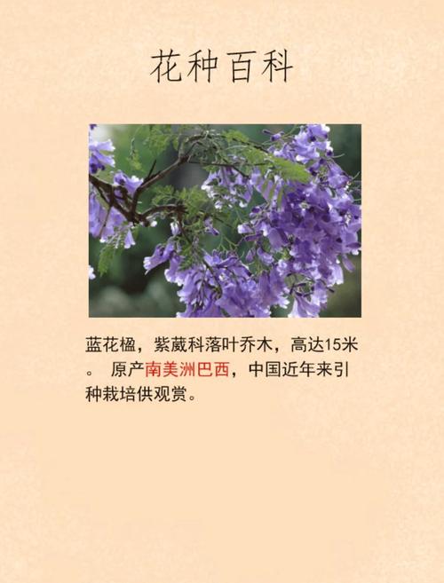 蓝花楹的花语，蓝花楹的花语是什么?？-第1张图片-优品飞百科