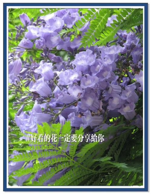 蓝花楹的花语，蓝花楹的花语是什么?？-第2张图片-优品飞百科