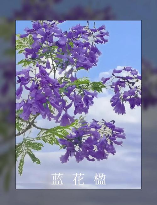 蓝花楹的花语，蓝花楹的花语是什么?？-第3张图片-优品飞百科