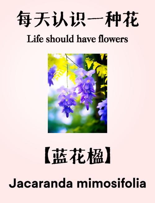 蓝花楹的花语，蓝花楹的花语是什么?？-第4张图片-优品飞百科