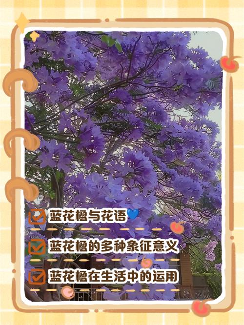 蓝花楹的花语，蓝花楹的花语是什么?？-第5张图片-优品飞百科
