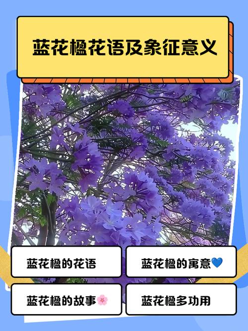 蓝花楹的花语，蓝花楹的花语是什么?？-第6张图片-优品飞百科