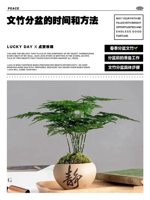 文竹九月份能换盆吗，文竹九月份可以分株吗，文竹在什么季节换盆