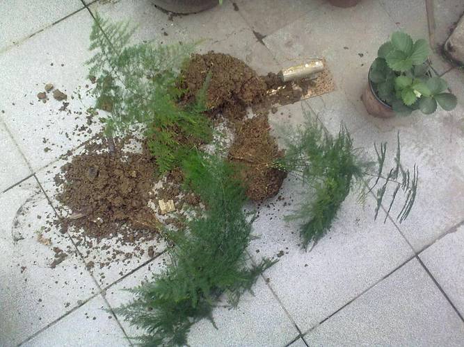 文竹九月份能换盆吗，文竹九月份可以分株吗，文竹在什么季节换盆-第2张图片-优品飞百科