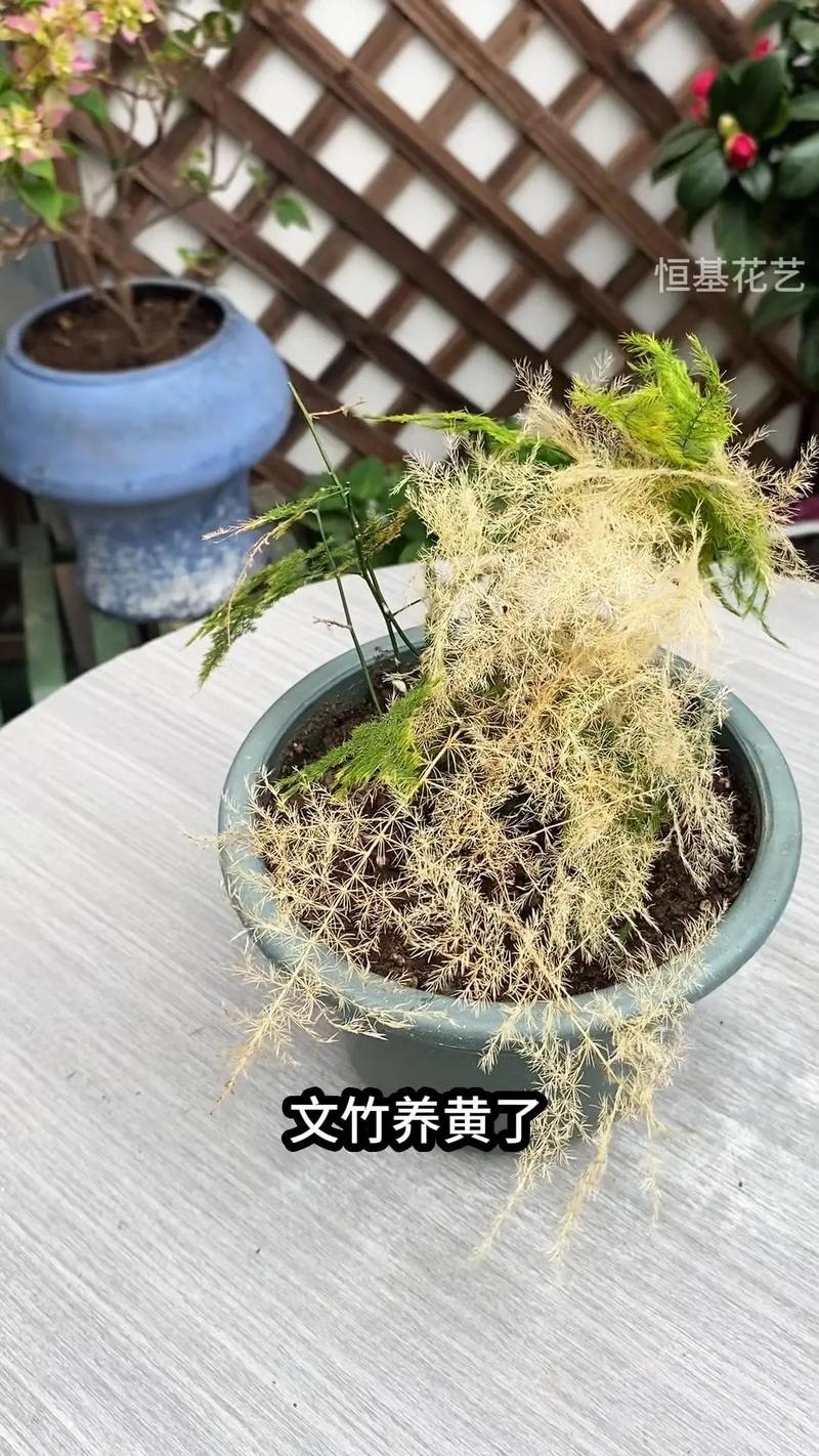 文竹九月份能换盆吗，文竹九月份可以分株吗，文竹在什么季节换盆-第3张图片-优品飞百科