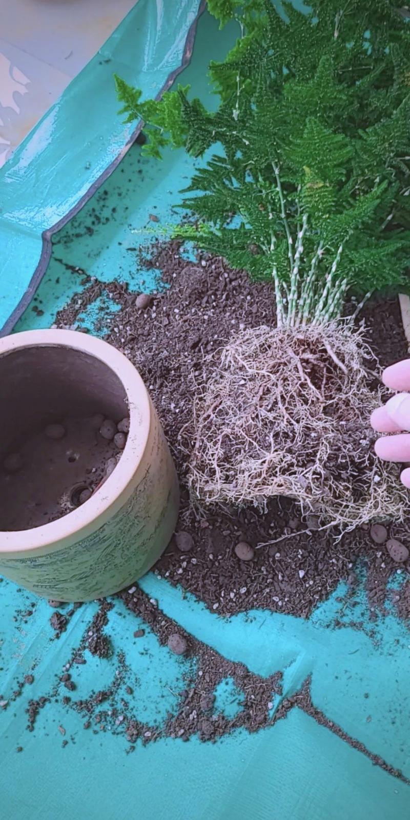 文竹九月份能换盆吗，文竹九月份可以分株吗，文竹在什么季节换盆-第4张图片-优品飞百科