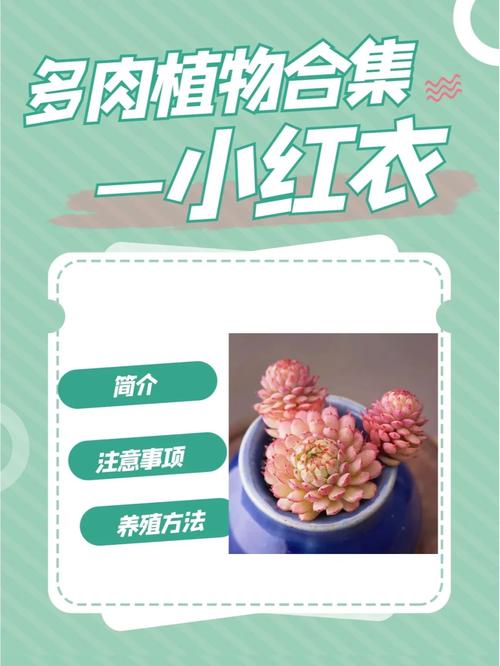 小红衣多肉怎么养，用什么盆养？多肉小红衣怎么养护？
