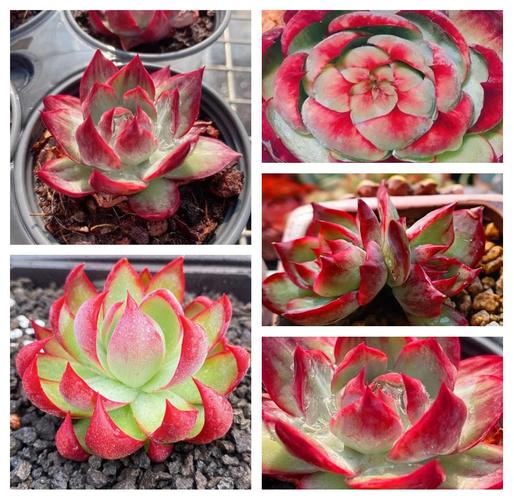 小红衣多肉怎么养,用什么盆养?多肉小红衣怎么养护?-第2张图片-优品飞百科 小红衣多肉怎么养,用什么盆养?多肉小红衣怎么养护?-第2张图片-优品飞百科