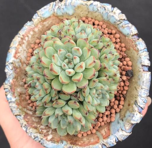 小红衣多肉怎么养,用什么盆养?多肉小红衣怎么养护?-第3张图片-优品飞百科 小红衣多肉怎么养,用什么盆养?多肉小红衣怎么养护?-第3张图片-优品飞百科