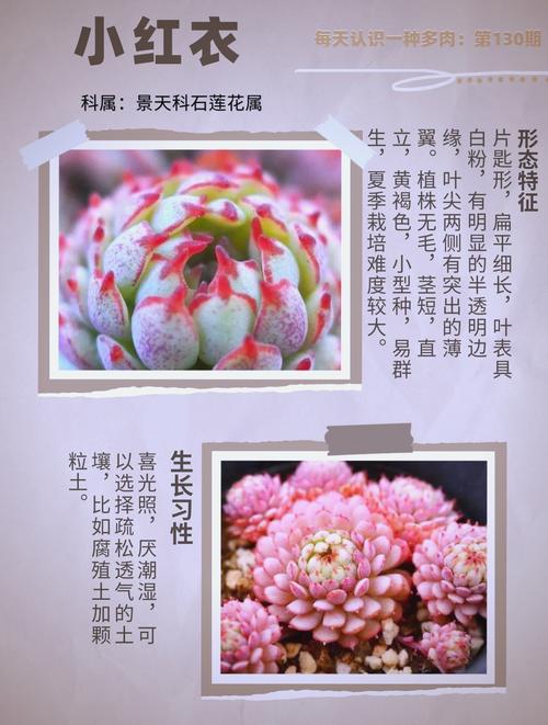 小红衣多肉怎么养,用什么盆养?多肉小红衣怎么养护?-第4张图片-优品飞百科 小红衣多肉怎么养,用什么盆养?多肉小红衣怎么养护?-第4张图片-优品飞百科