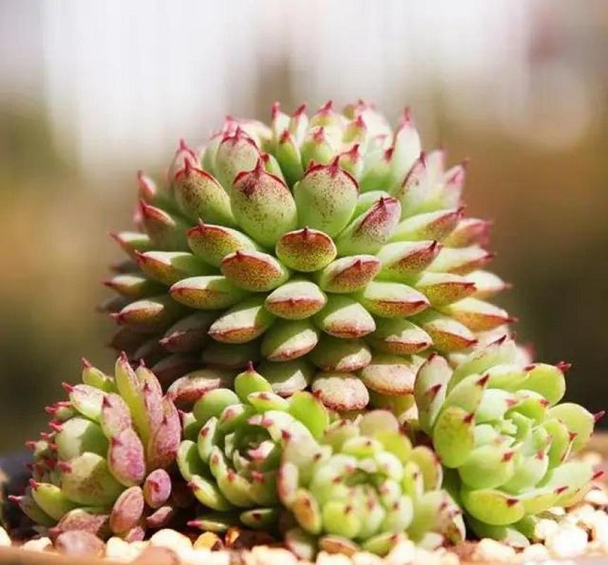 小红衣多肉怎么养,用什么盆养?多肉小红衣怎么养护?-第5张图片-优品飞百科 小红衣多肉怎么养,用什么盆养?多肉小红衣怎么养护?-第5张图片-优品飞百科