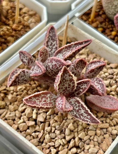 小红衣多肉怎么养,用什么盆养?多肉小红衣怎么养护?-第6张图片-优品飞百科 小红衣多肉怎么养,用什么盆养?多肉小红衣怎么养护?-第6张图片-优品飞百科