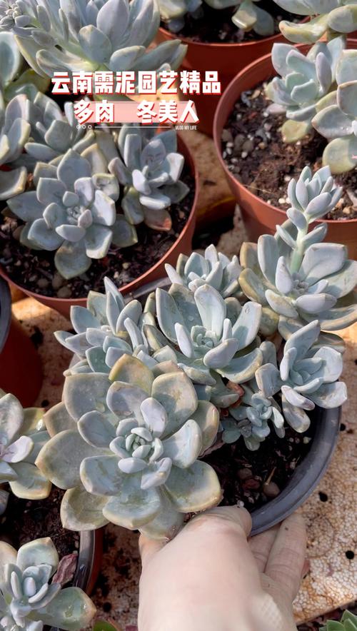 小红衣多肉怎么养,用什么盆养?多肉小红衣怎么养护?-第7张图片-优品飞百科 小红衣多肉怎么养,用什么盆养?多肉小红衣怎么养护?-第7张图片-优品飞百科