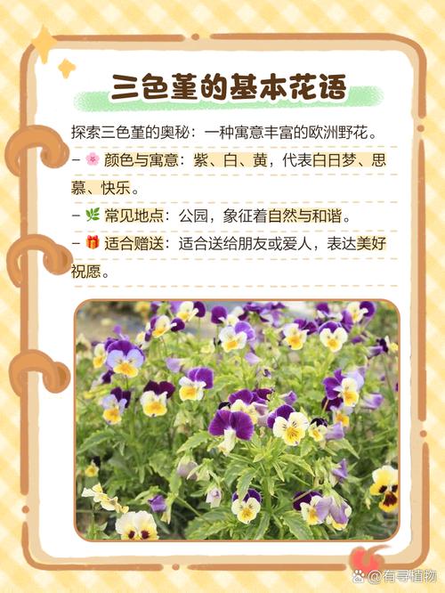 蝴蝶花的花语和传说，蝴蝶花又名？-第2张图片-优品飞百科