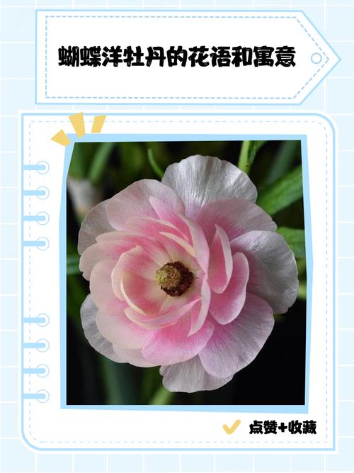 蝴蝶花的花语和传说，蝴蝶花又名？-第4张图片-优品飞百科