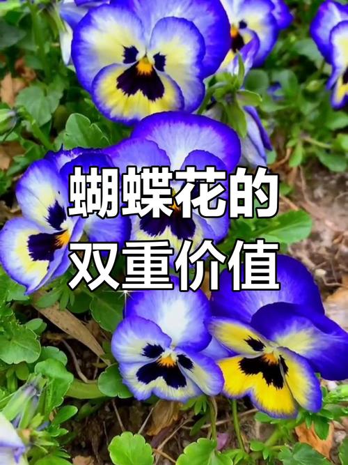 蝴蝶花的花语和传说，蝴蝶花又名？-第5张图片-优品飞百科