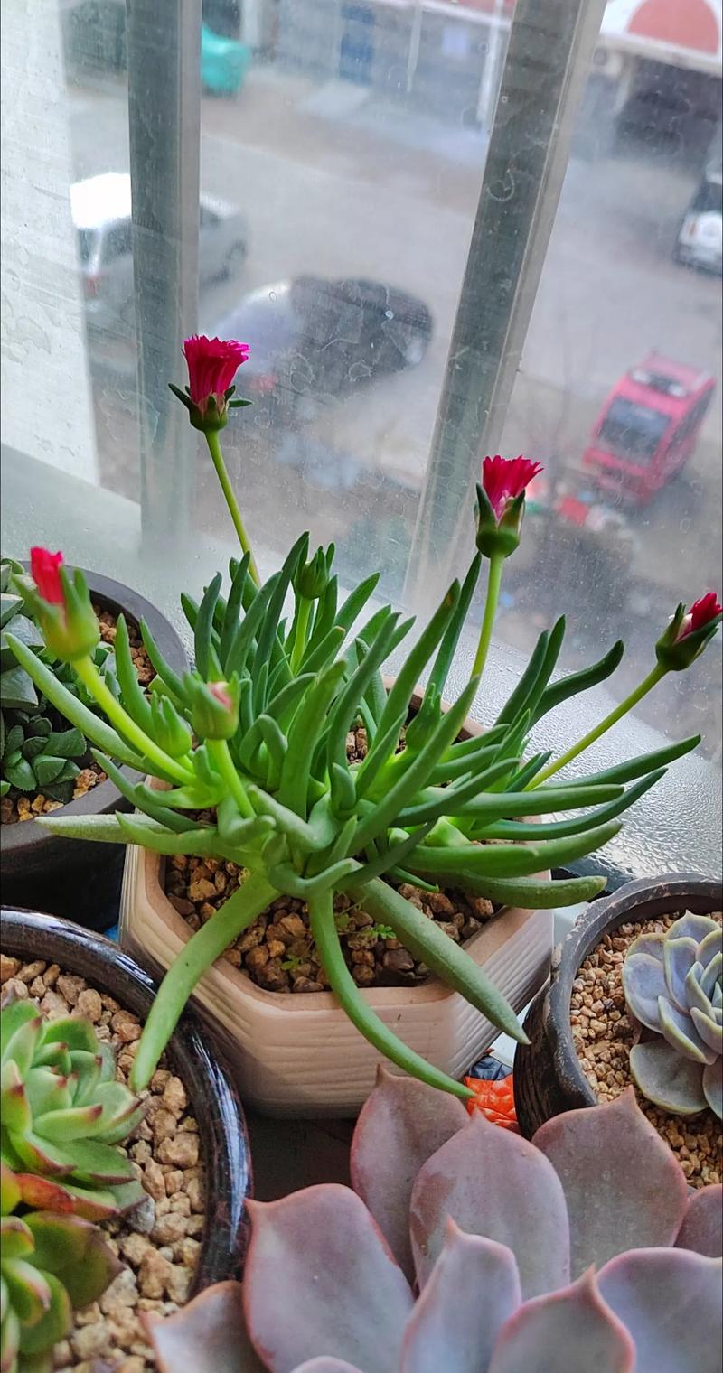 奔龙的养殖方法和注意事项，奔龙怎么养护？-第1张图片-优品飞百科