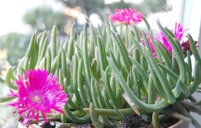 奔龙的养殖方法和注意事项，奔龙怎么养护？-第2张图片-优品飞百科