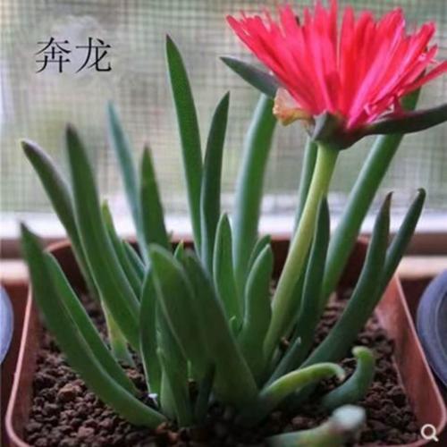 奔龙的养殖方法和注意事项，奔龙怎么养护？-第3张图片-优品飞百科