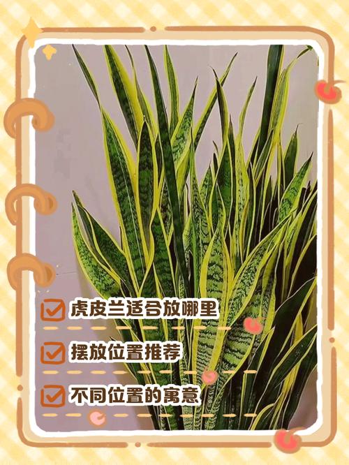 虎皮兰可以放卧室吗？卧室放虎皮兰是吉是凶？