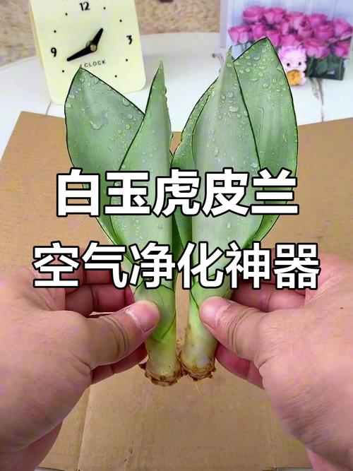 虎皮兰可以放卧室吗？卧室放虎皮兰是吉是凶？-第2张图片-优品飞百科