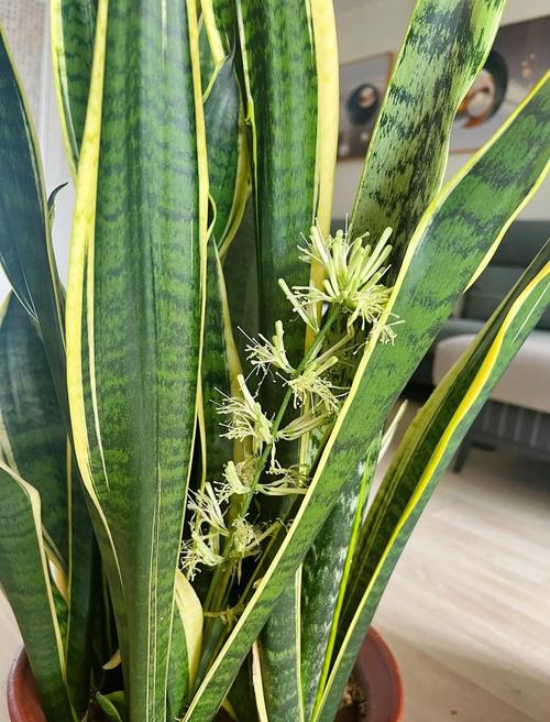 虎皮兰可以放卧室吗？卧室放虎皮兰是吉是凶？-第3张图片-优品飞百科