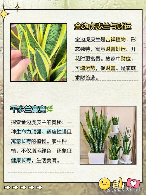 虎皮兰可以放卧室吗？卧室放虎皮兰是吉是凶？-第4张图片-优品飞百科