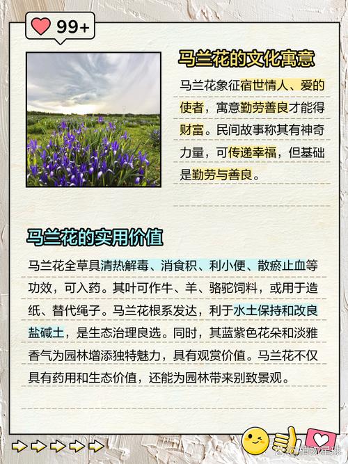 马兰的功效与作用,马兰草的功效与作用-第1张图片-优品飞百科 马兰的功效与作用,马兰草的功效与作用-第1张图片-优品飞百科