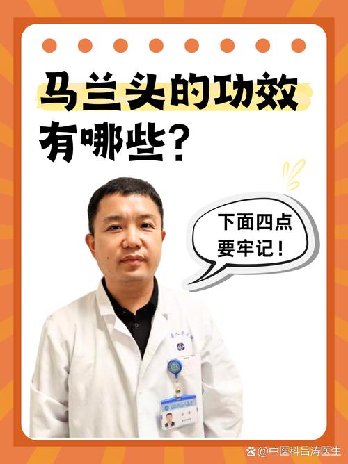 马兰的功效与作用,马兰草的功效与作用-第2张图片-优品飞百科 马兰的功效与作用,马兰草的功效与作用-第2张图片-优品飞百科