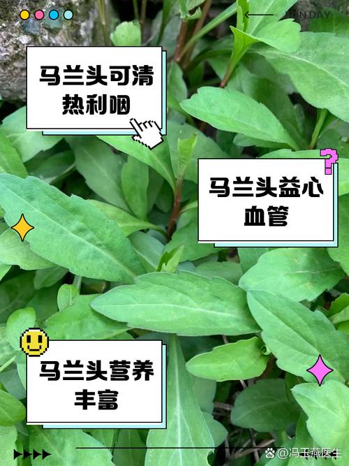 马兰的功效与作用,马兰草的功效与作用-第3张图片-优品飞百科 马兰的功效与作用,马兰草的功效与作用-第3张图片-优品飞百科