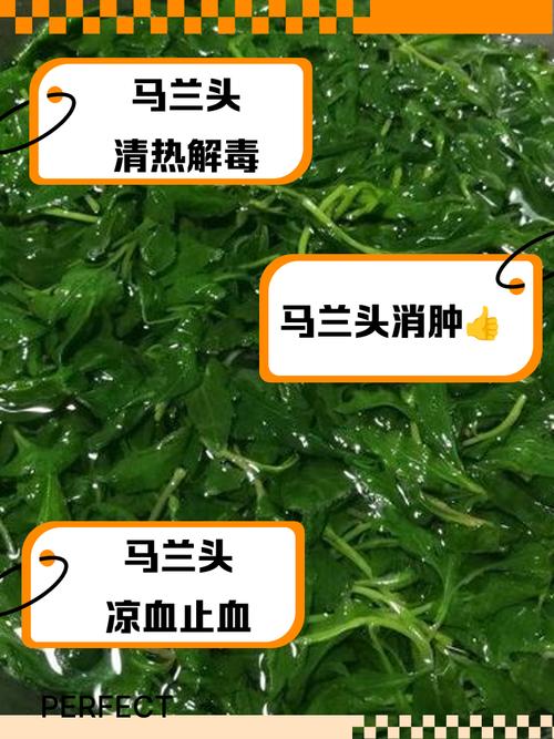 马兰的功效与作用,马兰草的功效与作用-第4张图片-优品飞百科 马兰的功效与作用,马兰草的功效与作用-第4张图片-优品飞百科