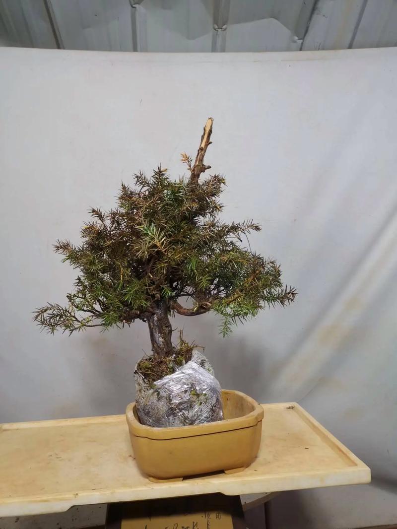 杜松的文化意义，杜松是啥-第1张图片-优品飞百科