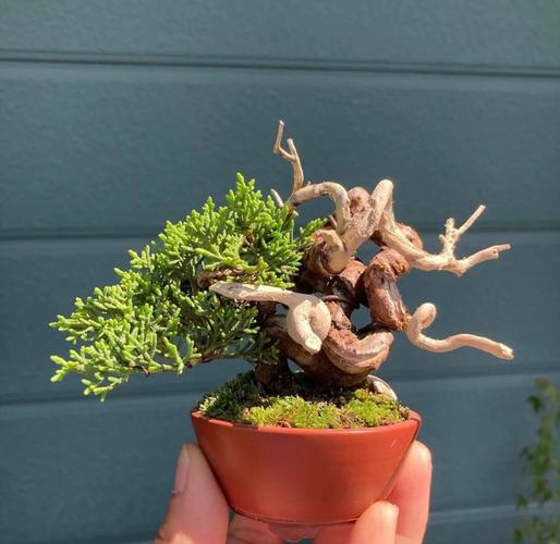 杜松的文化意义，杜松是啥-第3张图片-优品飞百科