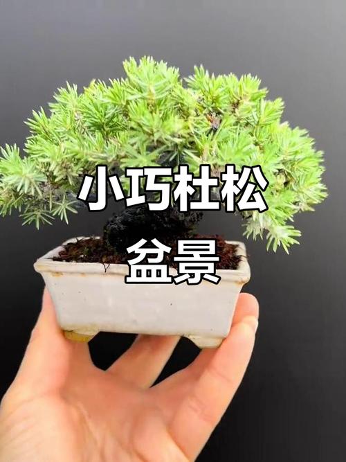 杜松的文化意义，杜松是啥-第4张图片-优品飞百科