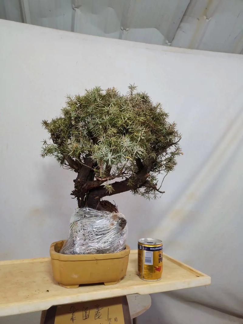 杜松的文化意义，杜松是啥-第5张图片-优品飞百科